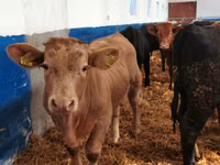 İribuynuzlu mal-qara (partiya, cinsi göstərilməyib), Simmental cattle — foto 4