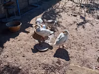 Geese — الصورة 2