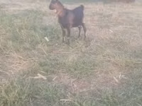 ஆண் வெள்ளாடு, வெள்ளாடுகள் — புகைப்படம் 1