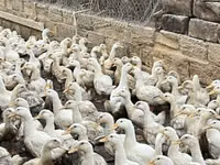 Ducks — ფოტო 3