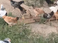 Chickens — zdjęcie 8