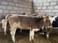 İnek, Sığır — foto 1
