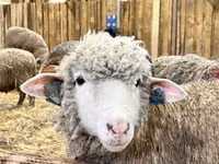 Carnero, Dorper sheep — foto 7