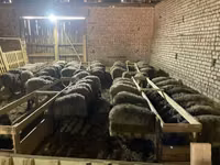 Живые баранчики 5-6 мес (25-35 кг) — сүрөт 1