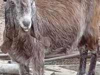 Echki, Damask goat — 5-rasm