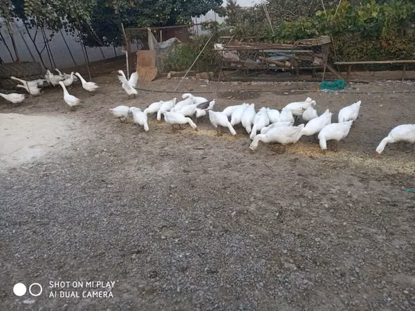 Geese