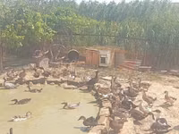 Ducks — foto 4