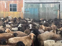 Bélier, Moutons — photo 4