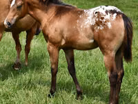 Kobyła, Appaloosa — zdjęcie 1