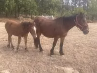 Jument, Chevaux — photo 2