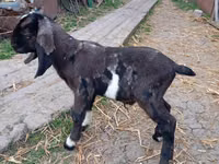 雄ヤギ, Kamori goats — 写真 5