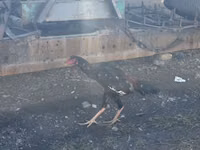 Chickens — foto 6