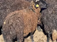 ஆடுகள் (தொகுதி, பாலினம் குறிப்பிடப்படவில்லை), Karachay sheep — புகைப்படம் 5