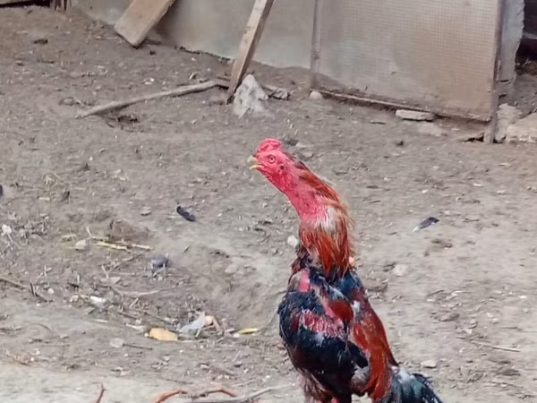 Chickens
