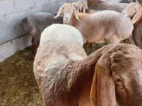 Qoyun, Arashan sheep — foto 3