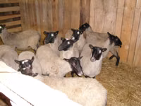 Oveja, Romanov sheep — foto 1