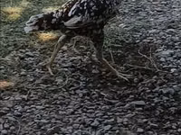 Chickens — الصورة 3