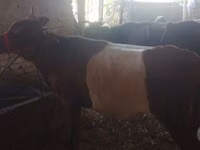 गाय, मवेशी — फ़ोटो 5