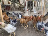 Chickens — foto 1