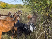თხა, Nubian Goat — ფოტო 4