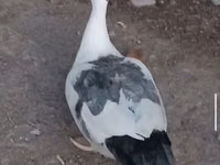 Ducks — foto 6