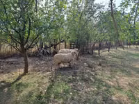 Bélier, Tsigai sheep — photo 1