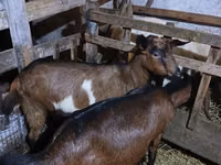 Koza, Nubian Goat — foto 4