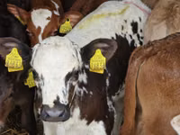 أبقار (دفعة، الجنس غير محدد), Simmental cattle — الصورة 5