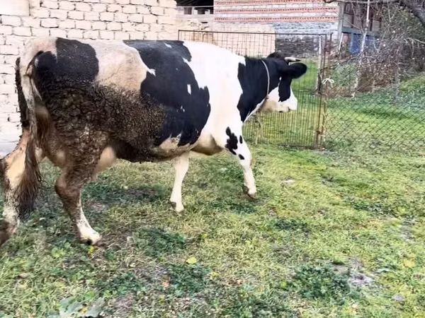 गाय, Russian Black pied cattle