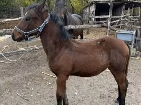At, Nonius horse