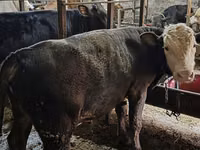 Buqa, Aberdin – Angus — 2-rasm