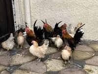 Chickens — foto 4