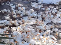 Ducks — 1-rasm