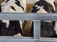 Toro, Russian Black pied cattle — foto 7