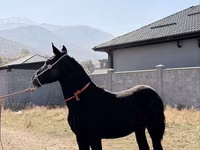Caballo, Arabian horse — foto 4