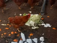 Chickens — foto 2