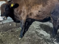 Vache, Russian Black pied cattle — photo 4