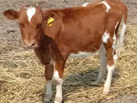 Sigir, Swiss cattle — 2-rasm