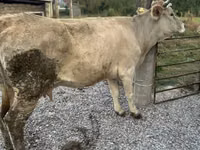 Krava, Simmental cattle — foto 1