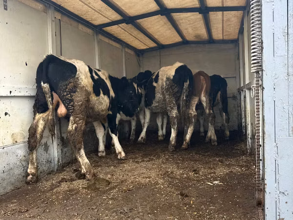 Vache, Russian Black pied cattle