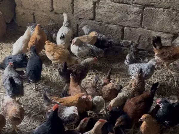 Chickens — Azerbaïdjan