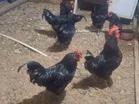 Australorp — Foto 3