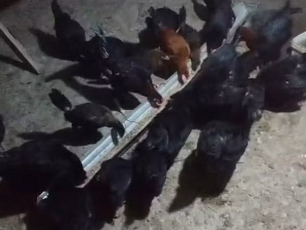 Australorp