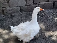 Geese — zdjęcie 2