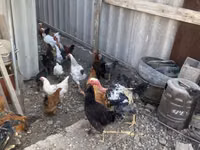 Chickens — 7-сурет