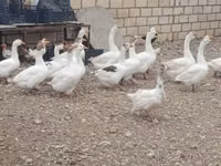 Geese — 写真 1