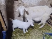 Cabra, Alpine goat — foto 2