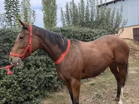 Kobyła, Konie — zdjęcie 2