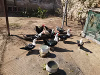 Ducks — फ़ोटो 3