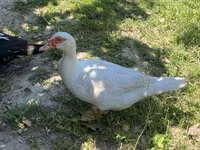 Hausente — Foto 1